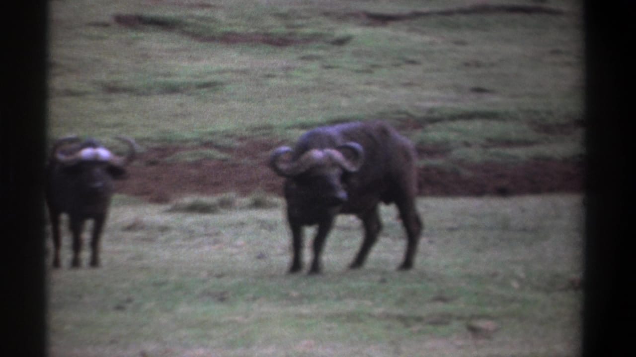 1969 Kenya 8mm frame with two African buffalo in a grassy savanna setting, separated by dark film-frame borders.