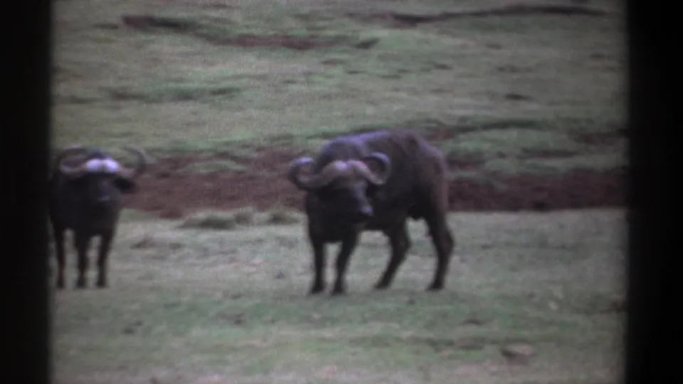1969 Kenya 8mm frame with two African buffalo in a grassy savanna setting, separated by dark film-frame borders.
