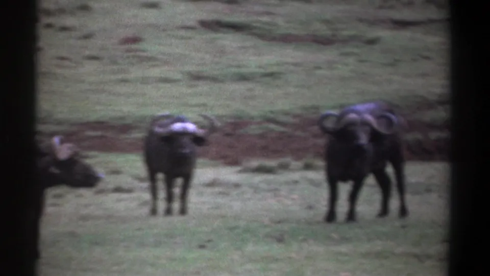 Kenya 1969 home-movie frame showing buffalo on grassland, including two central animals and a partial buffalo at the edge.