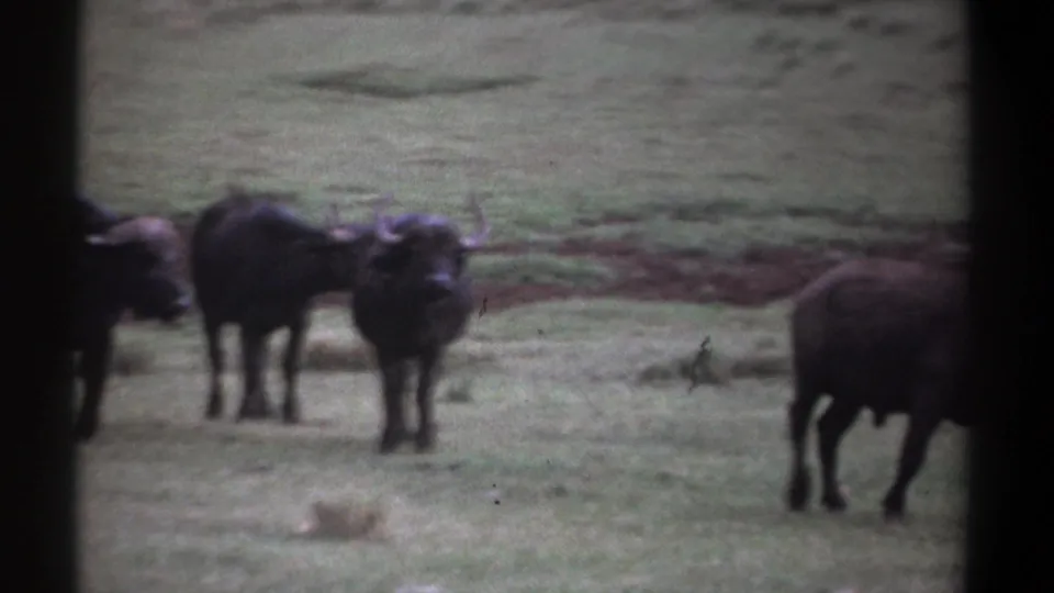 1969 Kenya 8mm frame showing a small group of African buffalo on open grassland, softly rendered by vintage film grain.