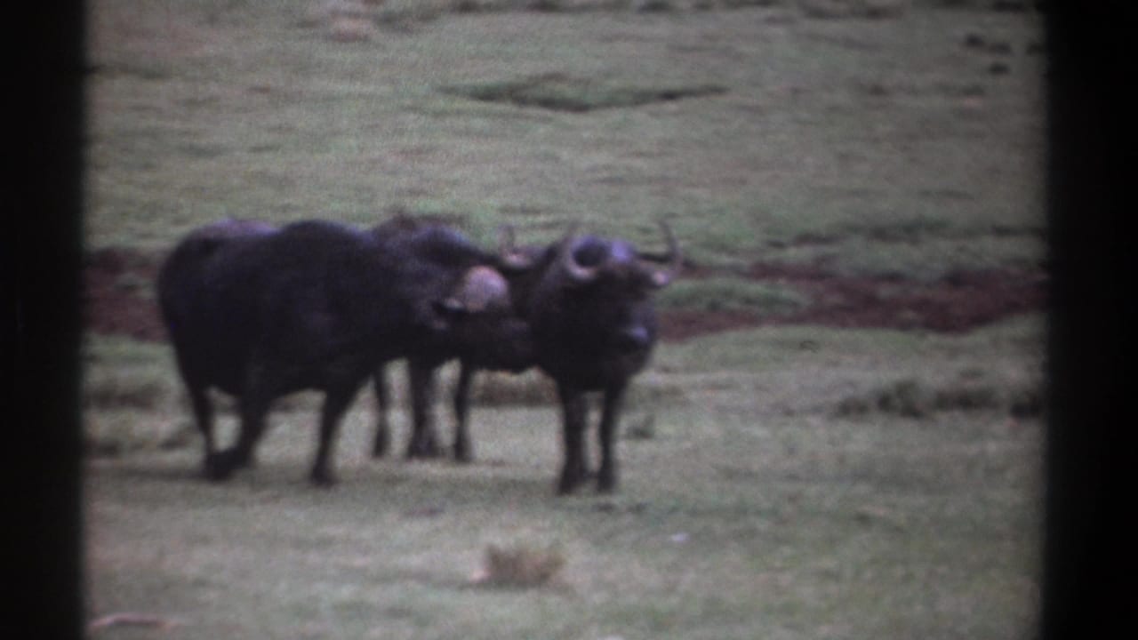 Three buffalo appear on Kenya grassland in 1969 home-movie footage, two clustered at left and one facing the camera area.