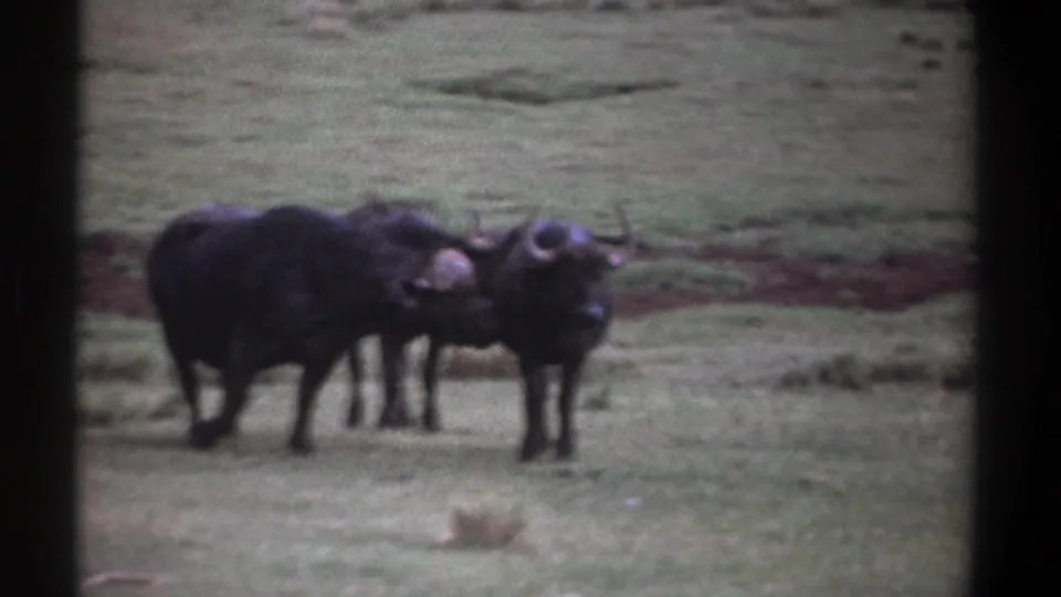 Three buffalo appear on Kenya grassland in 1969 home-movie footage, two clustered at left and one facing the camera area.