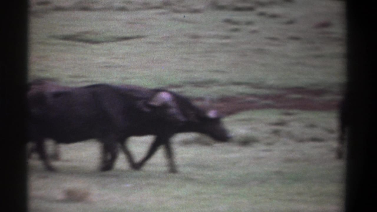 Buffalo walking across grassland with another partly hidden behind it.