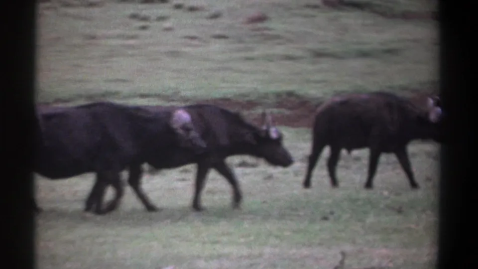 Two buffalo move through a soft, grainy 1969 Kenya grassland view, with one animal partly cropped at the edge.
