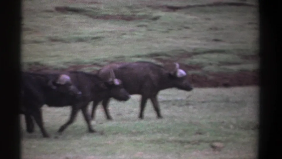 Two buffalo walk side by side across Kenya grassland in a muted-color 1969 8mm home-movie frame.