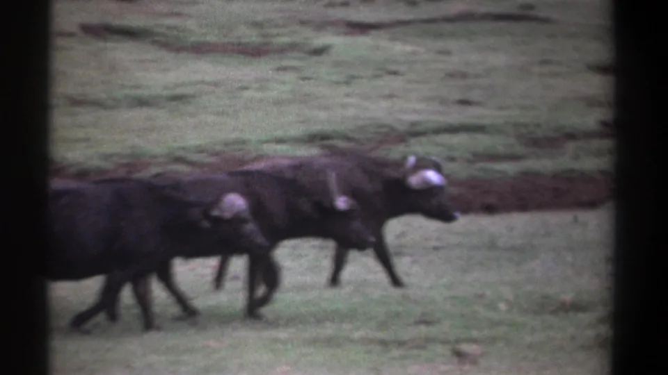 1969 Kenya 8mm frame showing dark African buffaloes moving across muted green grassland with film grain and frame-edge marks.