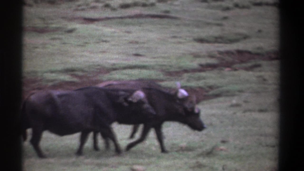 Several buffaloes continue walking across open grassland.
