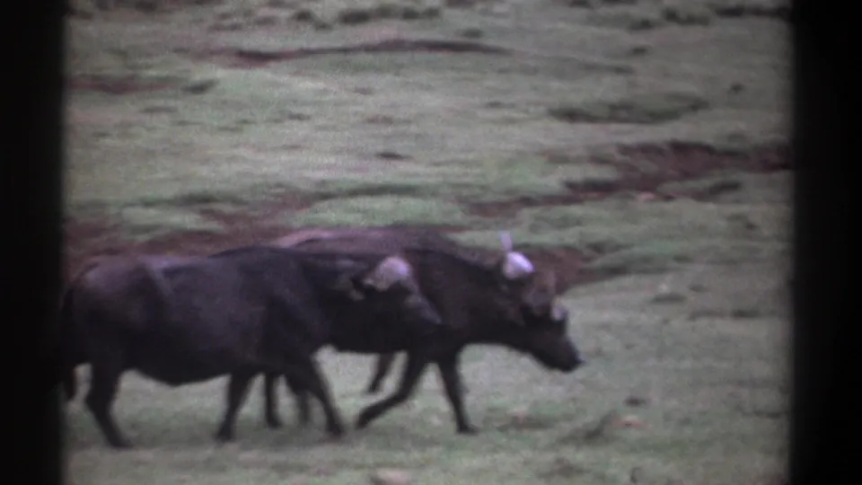 1969 Kenya home-movie frame with a small line of buffaloes crossing a grassy plain, partly divided by a dark vertical film mark.