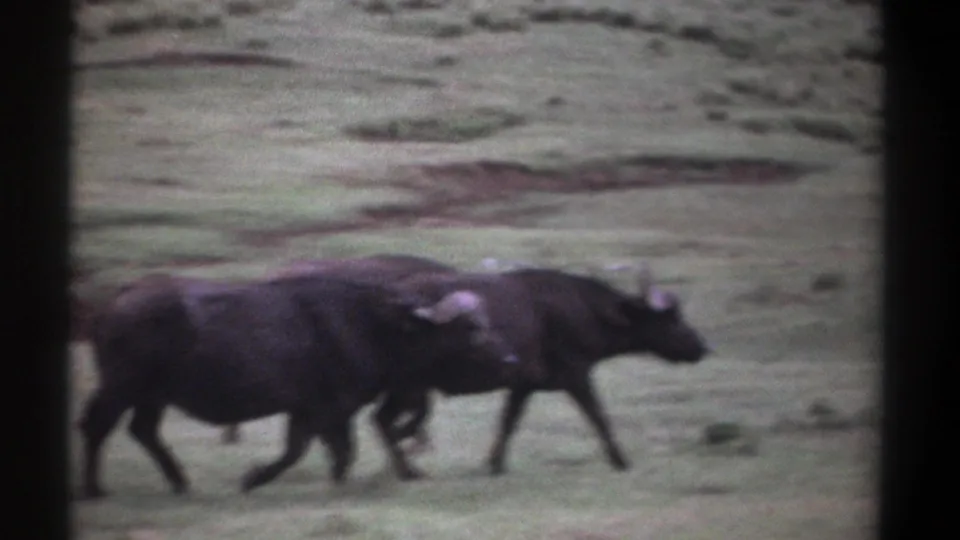 Kenya 1969 8mm footage frame showing buffaloes crossing the lower portion of a grassy landscape with soft motion blur.