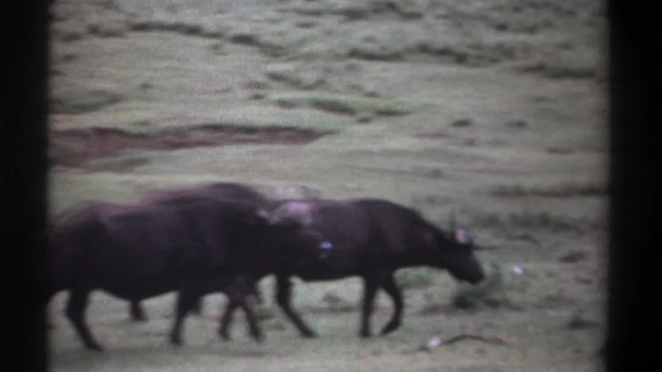 Late-1960s Kenya 8mm frame with African buffaloes passing in profile across grassland, bordered by a dark vertical film mark.
