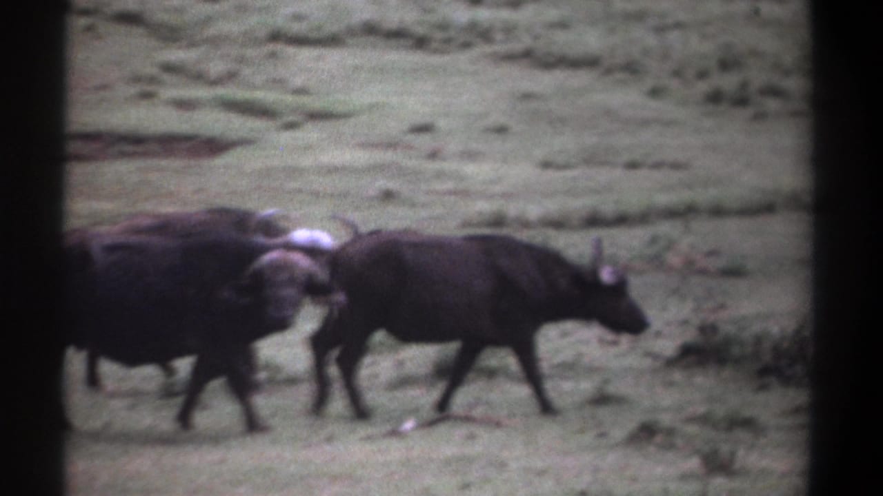 Three buffalo move through a grassy Kenya meadow in 1969 home-movie footage, with soft focus and dark film borders.