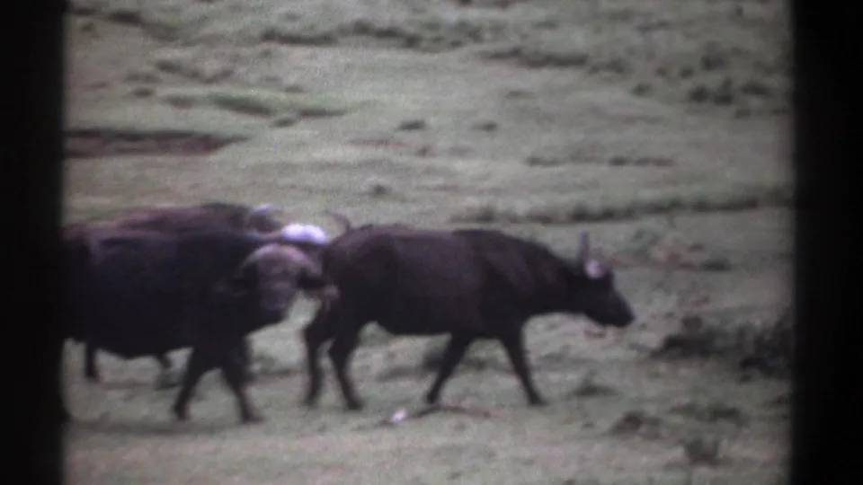 Three buffalo move through a grassy Kenya meadow in 1969 home-movie footage, with soft focus and dark film borders.