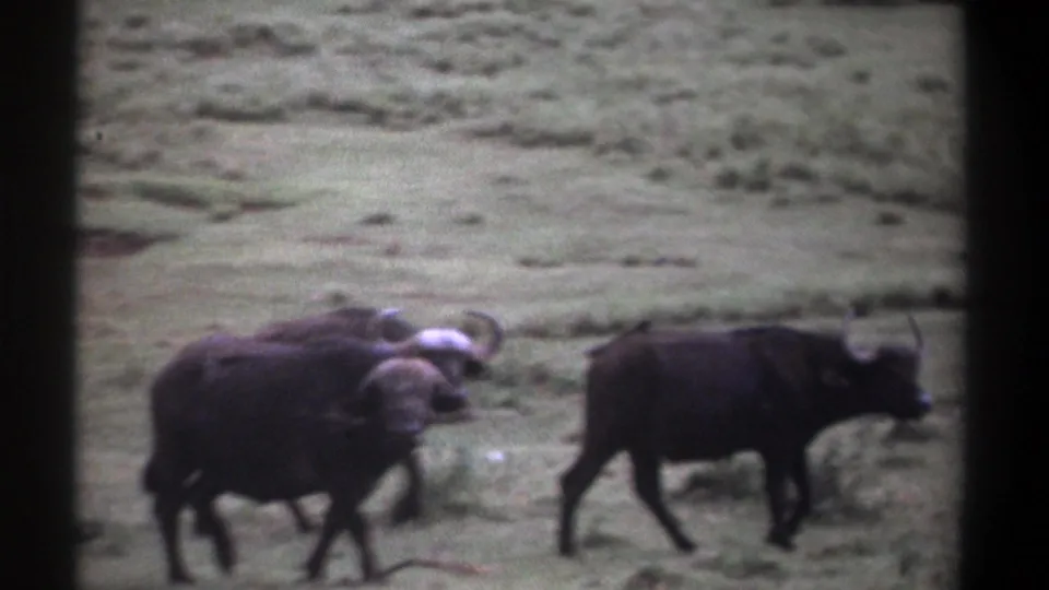In a 1969 Kenya 8mm frame, two buffalo stand close together as another moves across the meadow to the right.