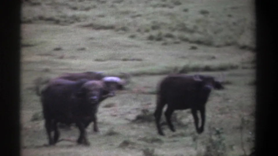 Two buffalo are visible in the grassy Kenya landscape, one facing partly toward the camera in soft 1969 8mm footage.