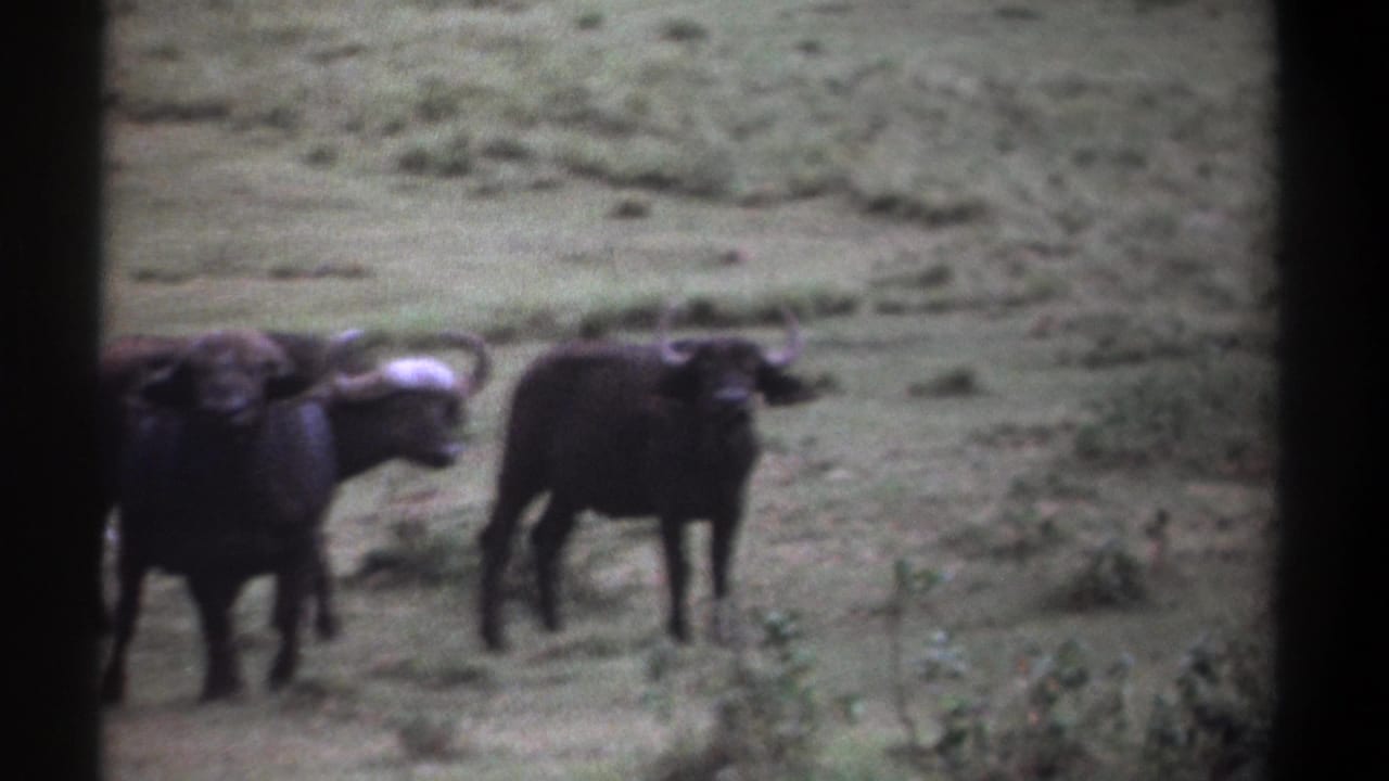 1969 Kenya 8mm frame showing two buffalo in a grassy savannah area, softly focused with dark film borders.