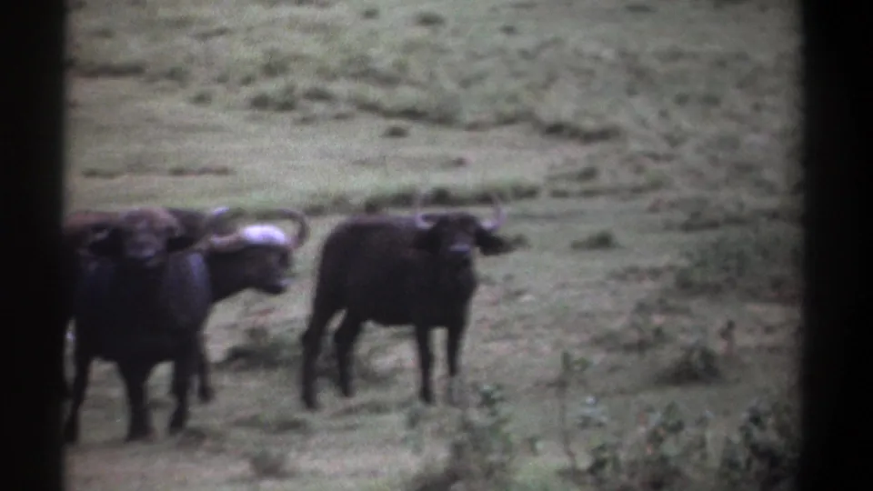 1969 Kenya 8mm frame showing two buffalo in a grassy savannah area, softly focused with dark film borders.