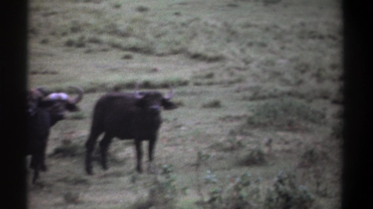 1969 Kenya home-movie frame with buffalo in open grassland, seen through soft focus and heavy 8mm edge shadow.