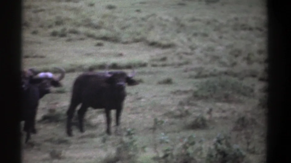 1969 Kenya home-movie frame with buffalo in open grassland, seen through soft focus and heavy 8mm edge shadow.