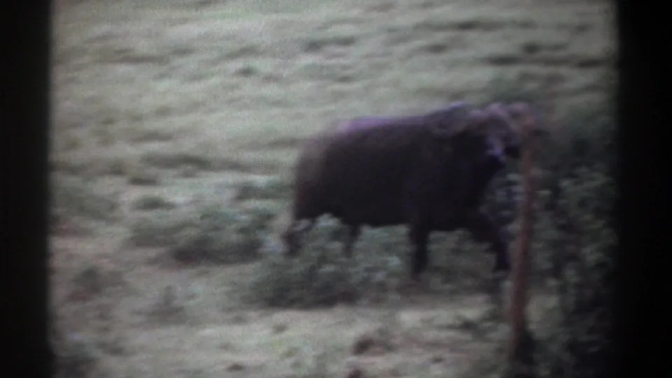 1969 Kenya 8mm frame showing one buffalo near brush, with soft focus, faded color, and handheld motion blur.