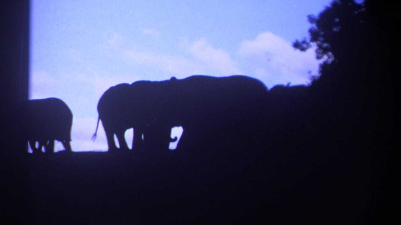 1969 Kenya 8mm frame showing elephants in dark silhouette against a blue-purple evening sky.