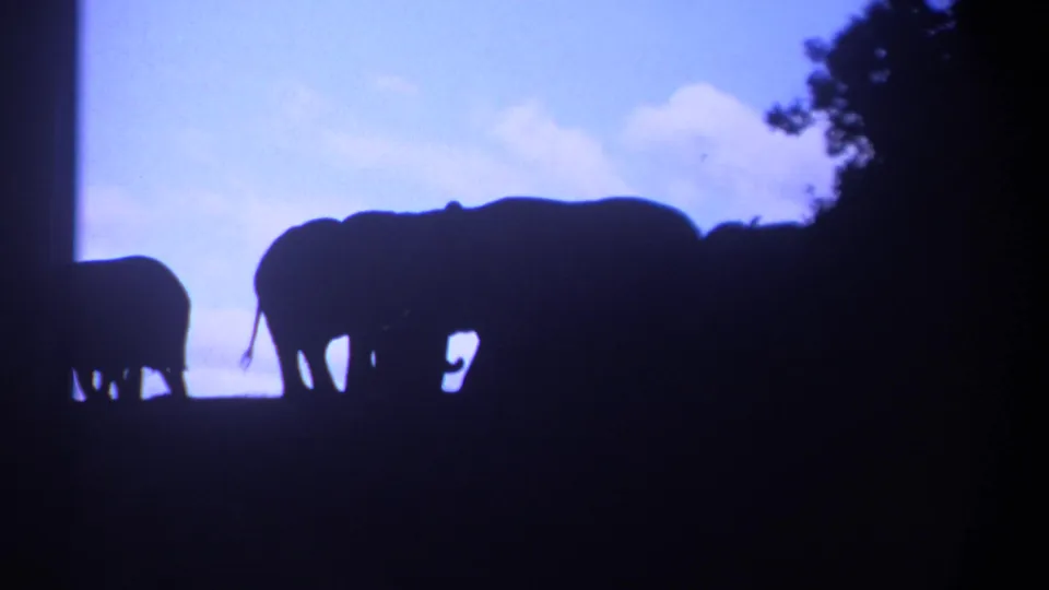1969 Kenya 8mm frame showing elephants in dark silhouette against a blue-purple evening sky.