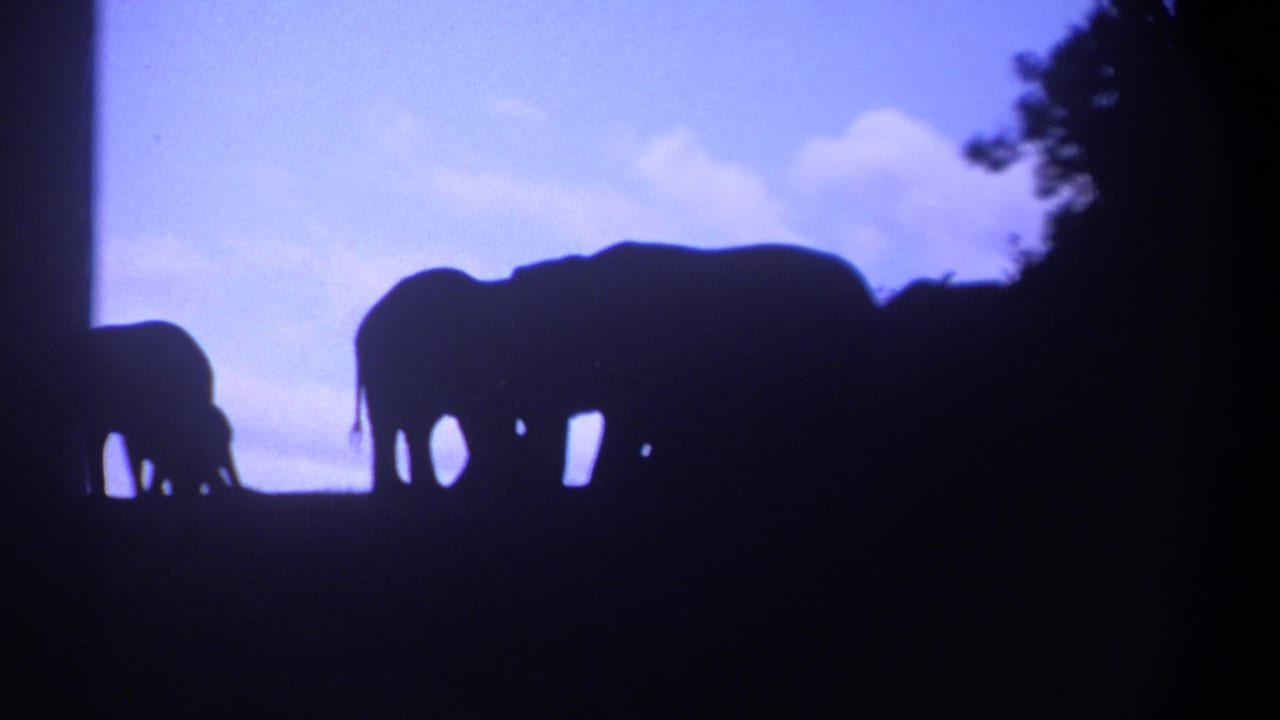A large elephant silhouette stands near a smaller elephant under a cloudy evening sky.