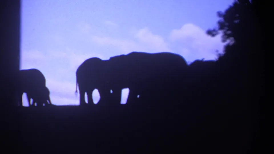 Silhouetted elephant and calf shapes appear against the dusk sky in archival Kenya home-movie footage.