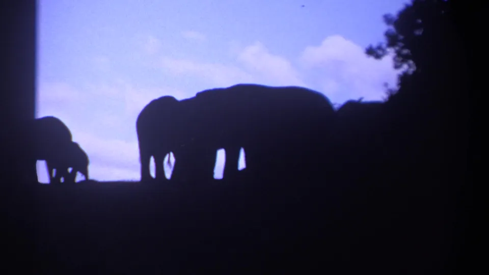 Archival 8mm view of elephant silhouettes grazing at dusk in Kenya, including a smaller calf-like figure.