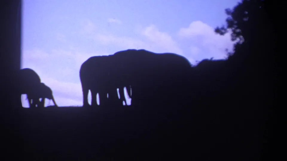 1969 Kenya 8mm frame showing elephant silhouettes on a sloped ridge with trees at right and a pale blue sky behind them.