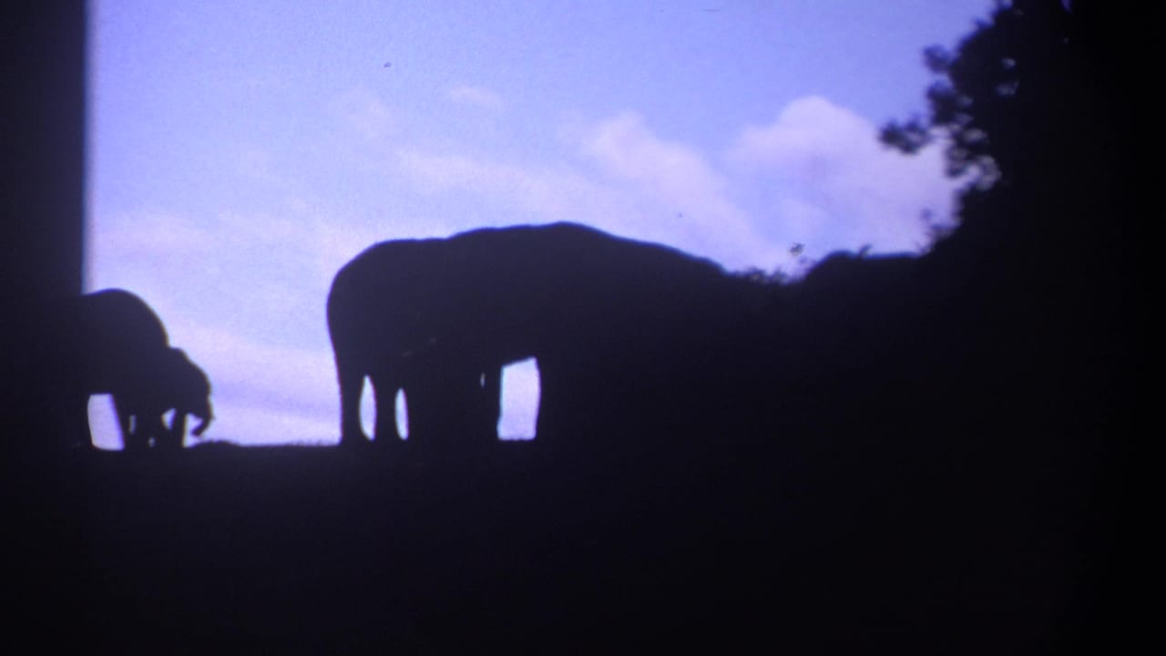1969 Kenya 8mm frame with adult and smaller elephants silhouetted beside dark trees, filmed from a distant home-movie viewpoint.