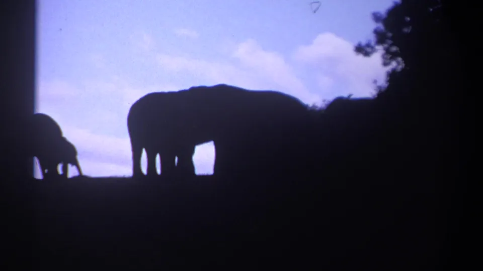 1969 Kenya 8mm frame showing a large elephant in profile and a smaller elephant at left, both outlined by the bright sky.