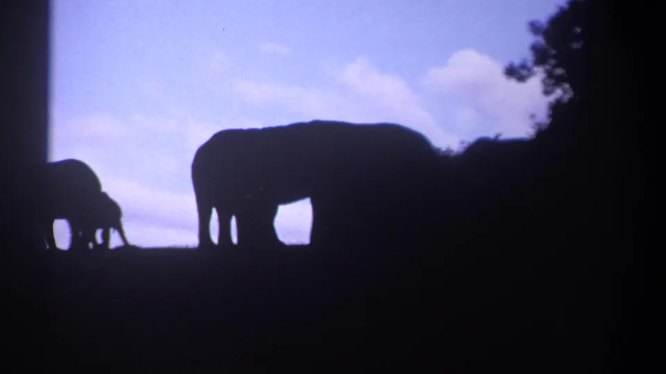 1969 Kenya 8mm frame with an elephant in profile beside dense tree shadow, set against a pale blue and white sky.