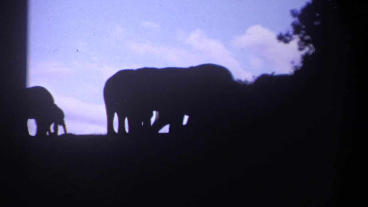 1969 Kenya 8mm frame showing a large elephant and smaller elephant silhouetted on a hillside against blue sky and clouds.