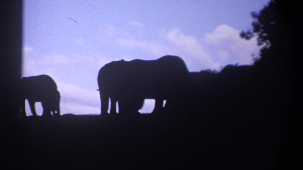 Backlit 1969 Kenya wildlife frame with elephant silhouettes outlined against a soft blue sky and cloud cover.