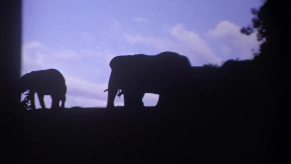 Kenya 1969 home-movie still with two elephants silhouetted on a shadowed slope beneath a pale clouded sky.