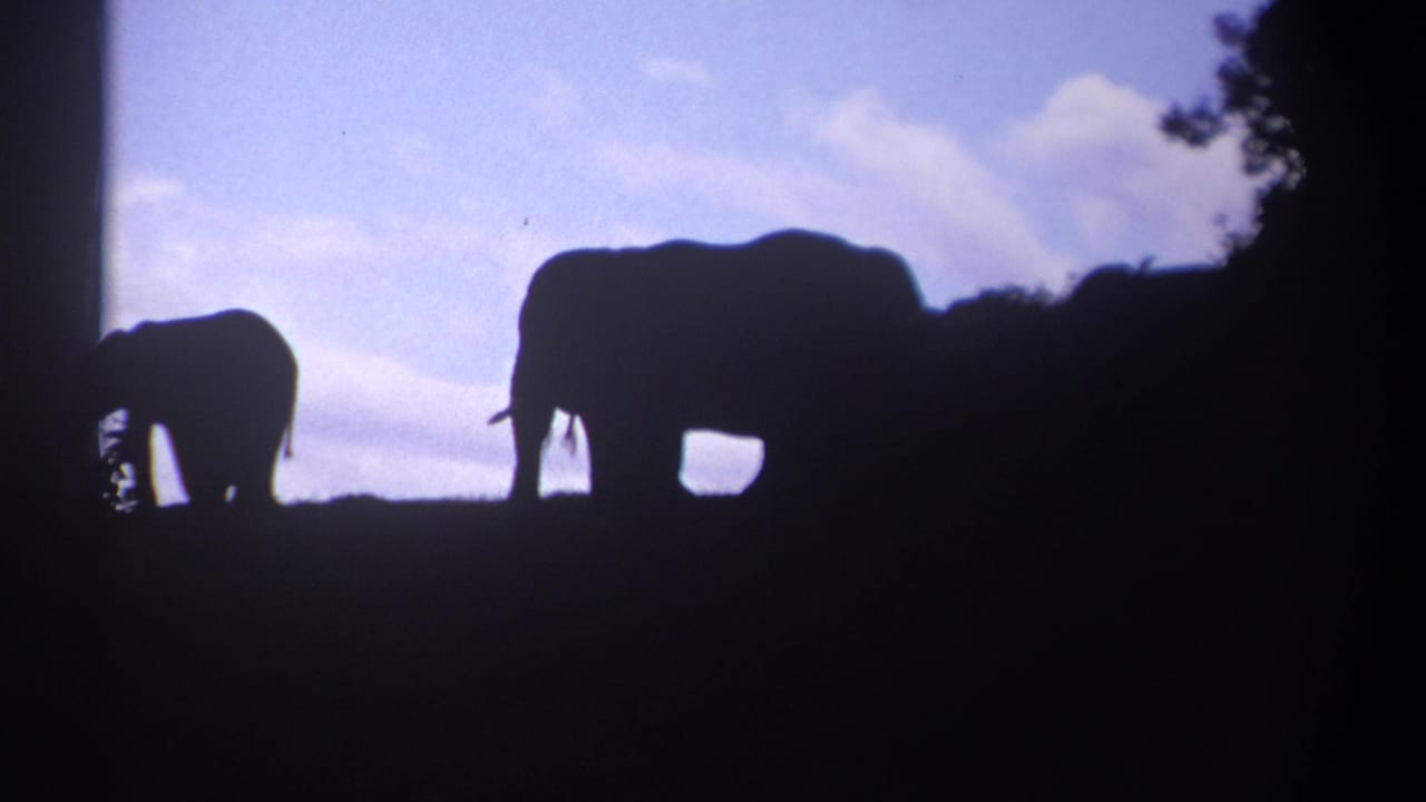 In 1969 Kenya footage, two backlit elephants move across low savanna vegetation beneath blue sky and clouds.