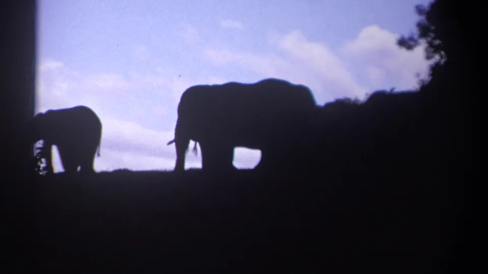 In 1969 Kenya footage, two backlit elephants move across low savanna vegetation beneath blue sky and clouds.