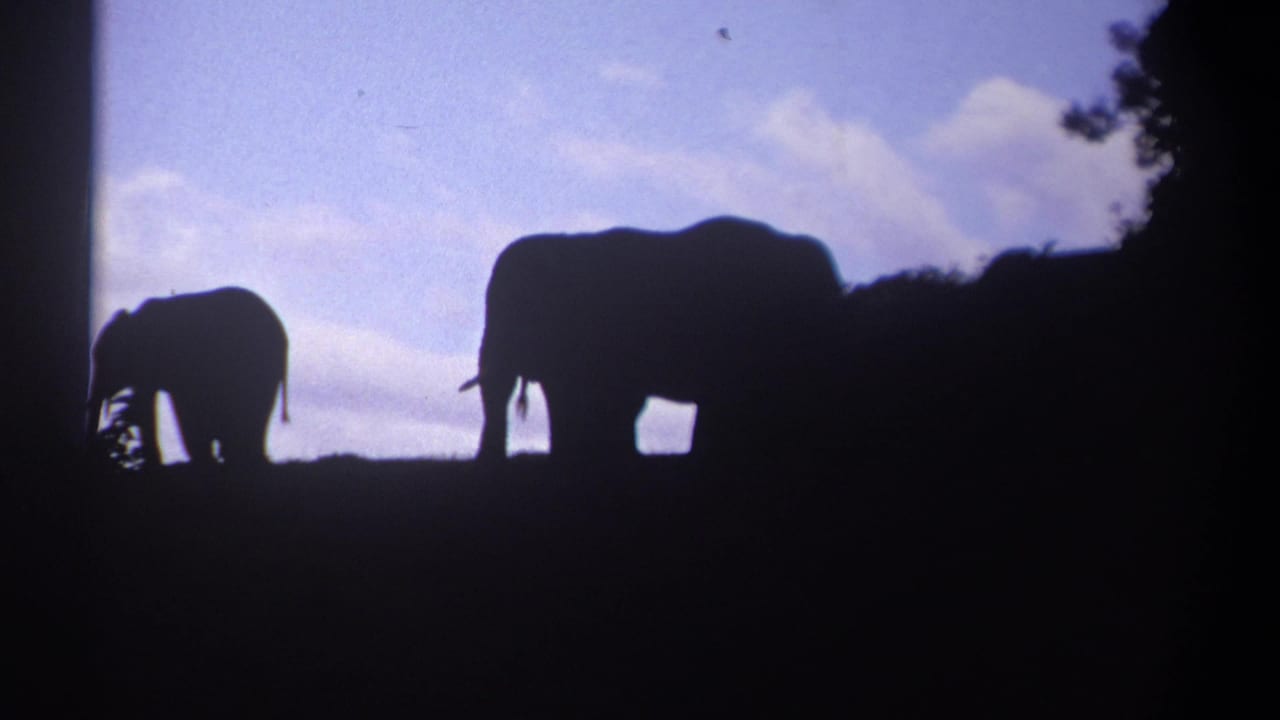 A small and large elephant appear as dark silhouettes on the Kenyan savanna in backlit 8mm footage.
