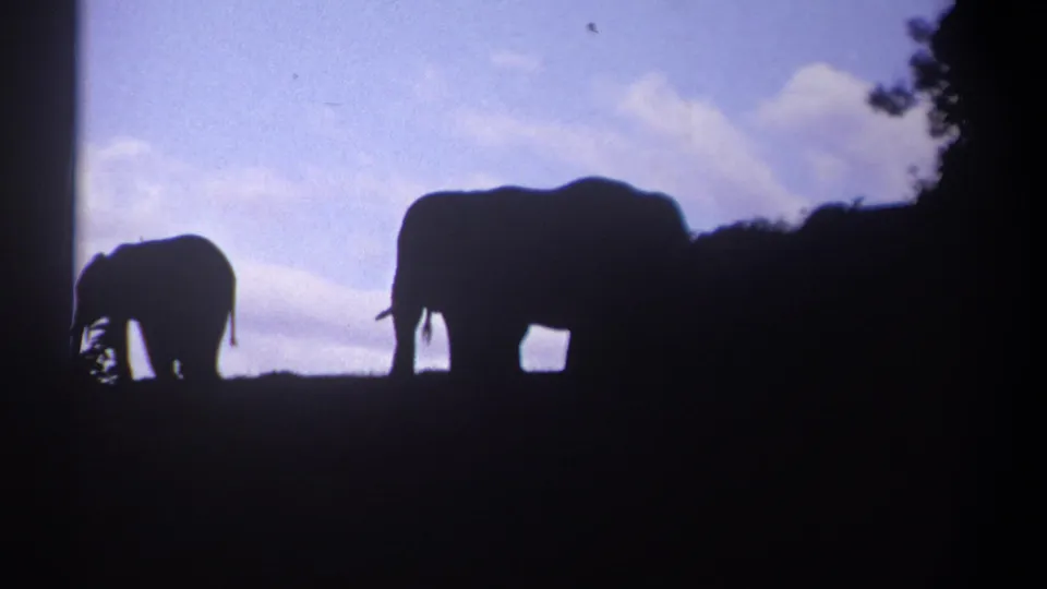 A small and large elephant appear as dark silhouettes on the Kenyan savanna in backlit 8mm footage.