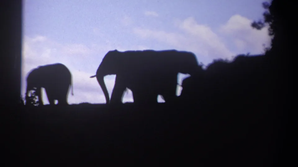 Two elephants, one with its trunk lowered, are silhouetted against sky in 1969 Kenya home-movie footage.