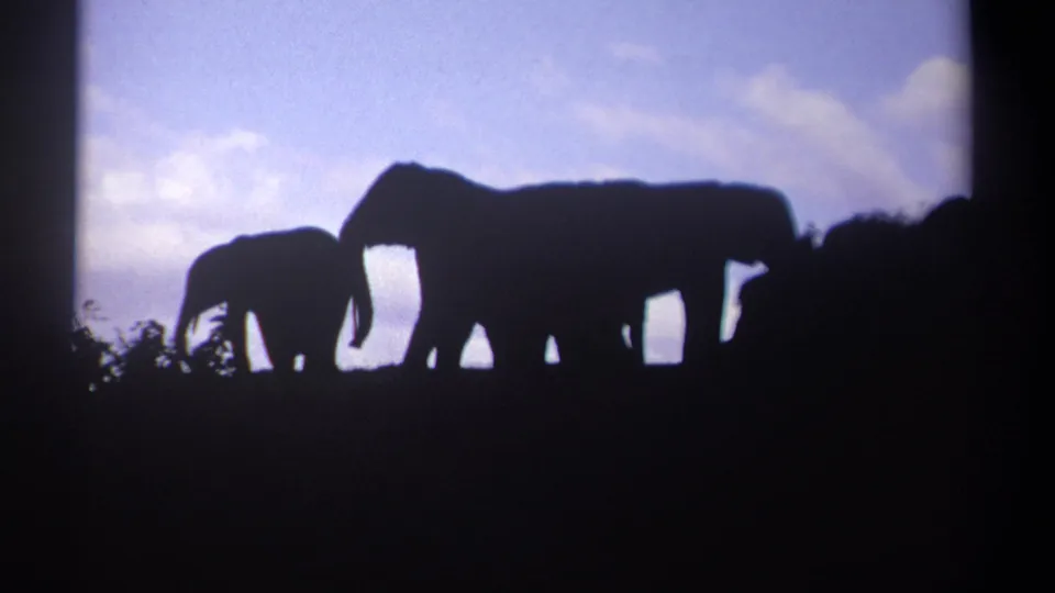 Three elephants, including a smaller one, cross the backlit Kenyan savanna in vintage 8mm footage.