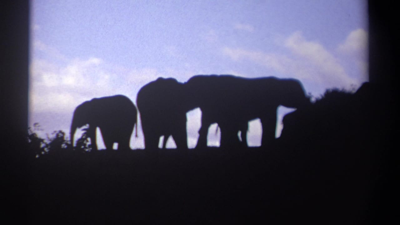 1969 Kenya 8mm frame with a small elephant and larger elephants silhouetted near low vegetation under a clouded sky.