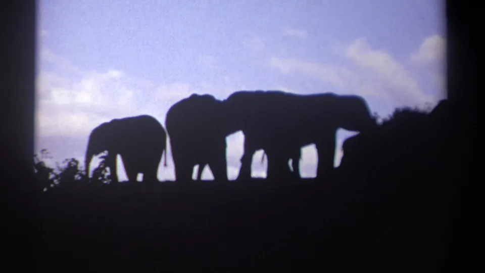 1969 Kenya 8mm frame with a small elephant and larger elephants silhouetted near low vegetation under a clouded sky.