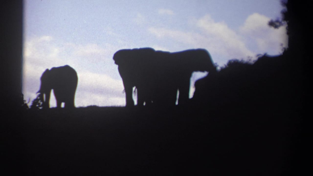 In 1969 Kenya home-movie footage, elephants appear as dark silhouettes on a ridge at dusk, with a smaller animal grazing at left.