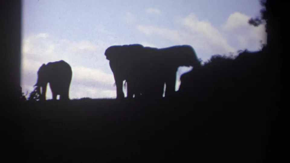In 1969 Kenya home-movie footage, elephants appear as dark silhouettes on a ridge at dusk, with a smaller animal grazing at left.
