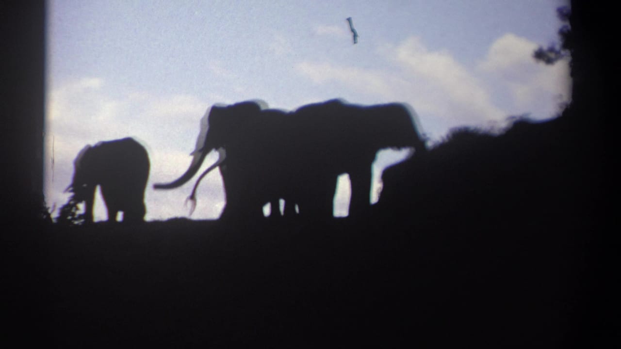 Tusked elephants and a smaller elephant are seen in silhouette on a Kenya hillside, framed by 8mm vignetting and dusk light.