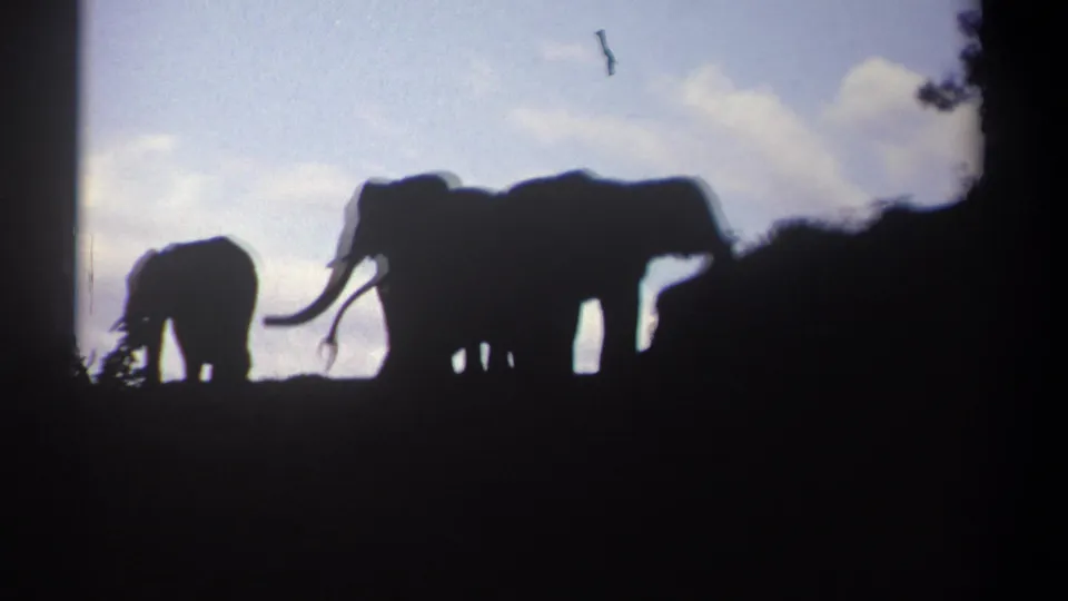 Tusked elephants and a smaller elephant are seen in silhouette on a Kenya hillside, framed by 8mm vignetting and dusk light.