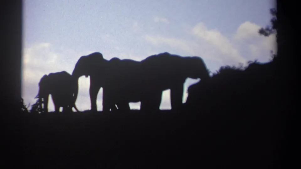 A group of elephants gathers as dark shapes on a dusky Kenya ridge, with soft 8mm grain and a pale clouded sky behind them.