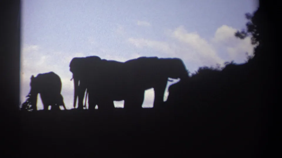 The final frame shows silhouetted elephants continuing across a Kenya ridge, the dark hillside and pale sky emphasizing their outlines.