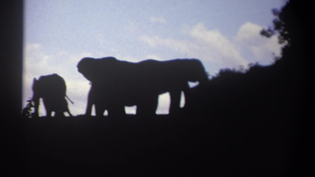 In 1969 Kenya home-movie footage, several elephants appear in silhouette on a ridge at dusk with brush at the edges.